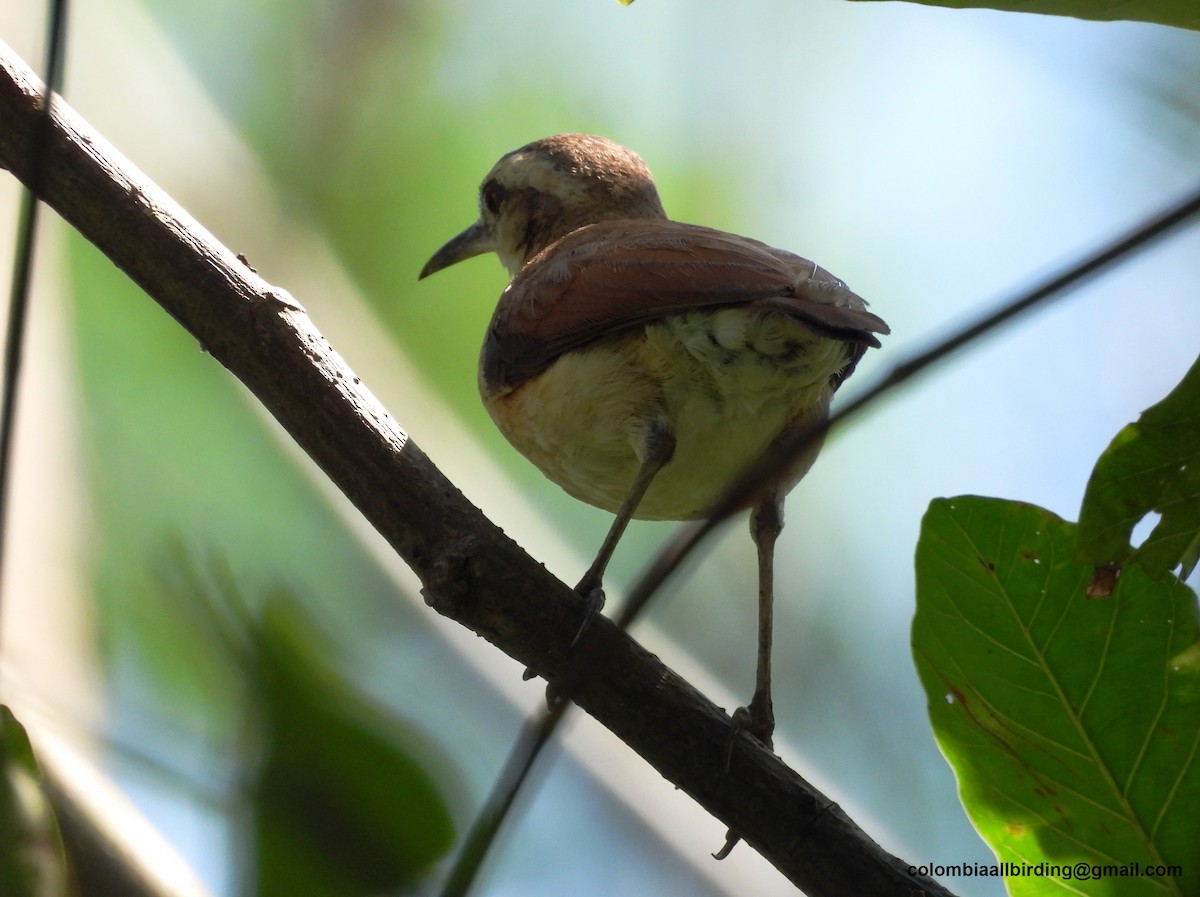 Lesser Hornero - ML643312537