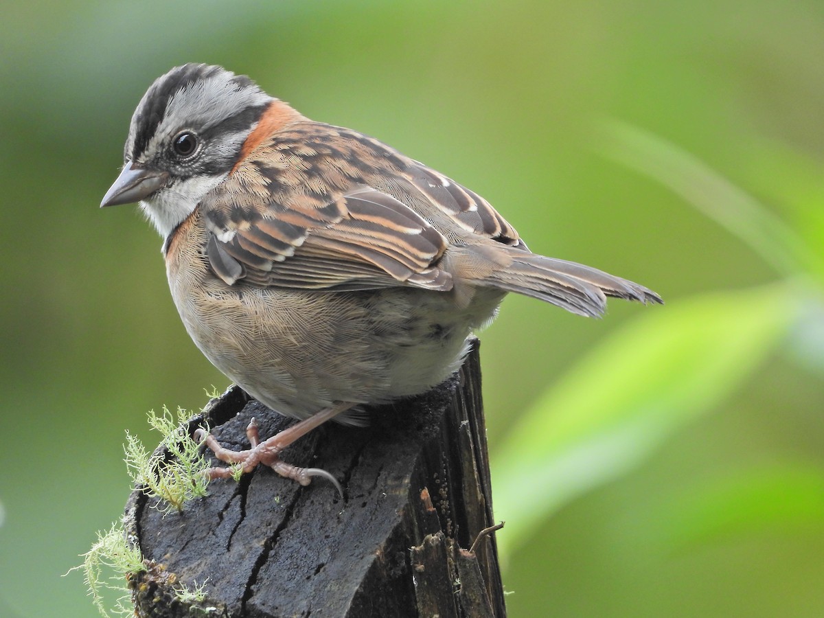 Rufous-collared Sparrow - ML643312540