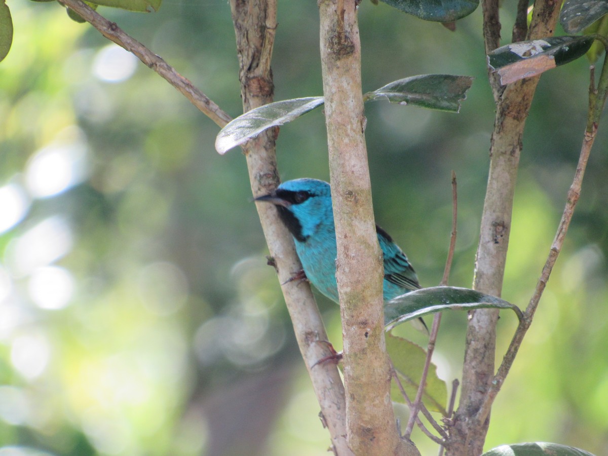 Blue Dacnis - ML643312541