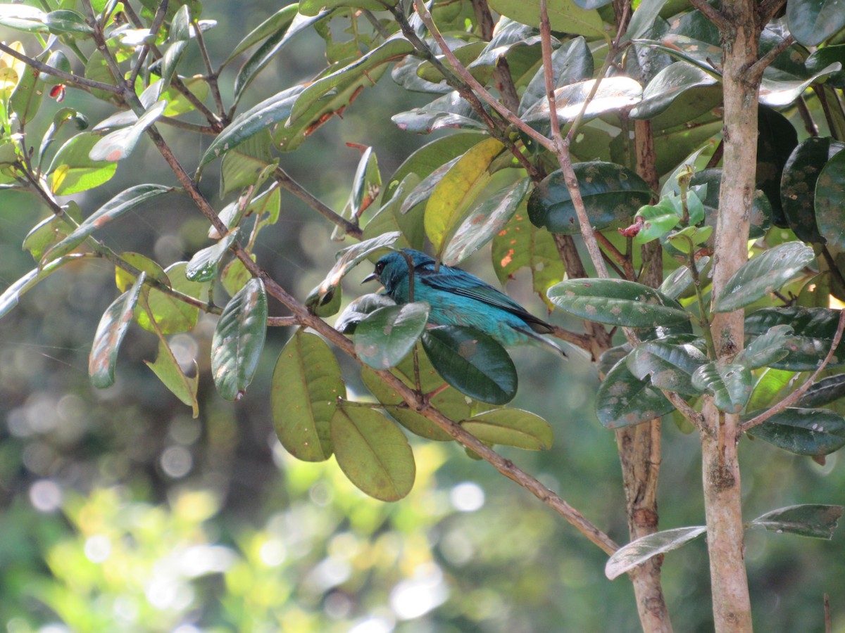 Blue Dacnis - ML643312542