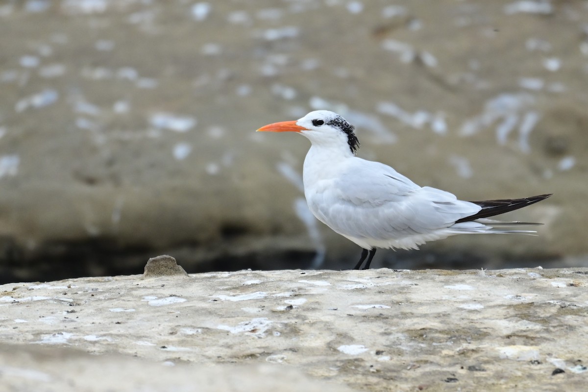 Royal Tern - ML643312544