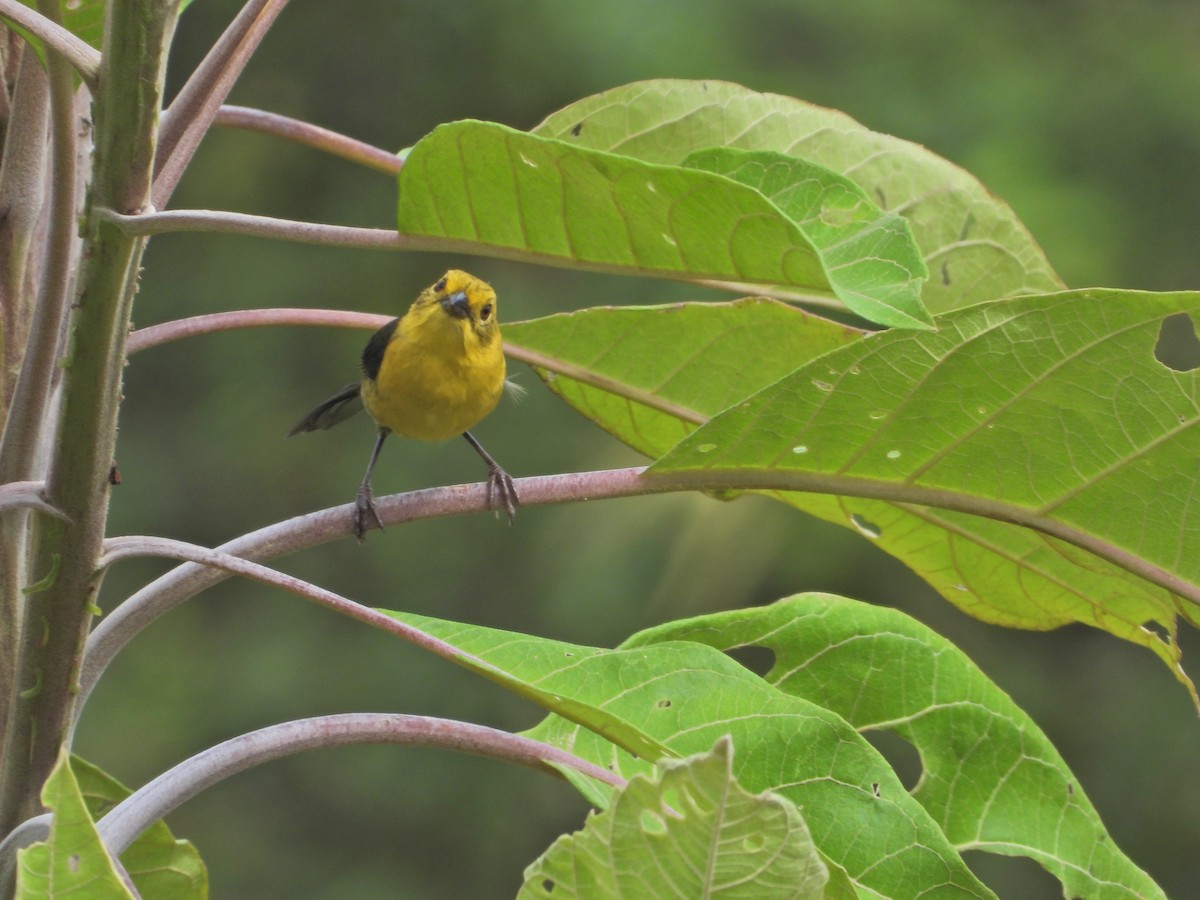 Yellow-headed Brushfinch - ML643312550