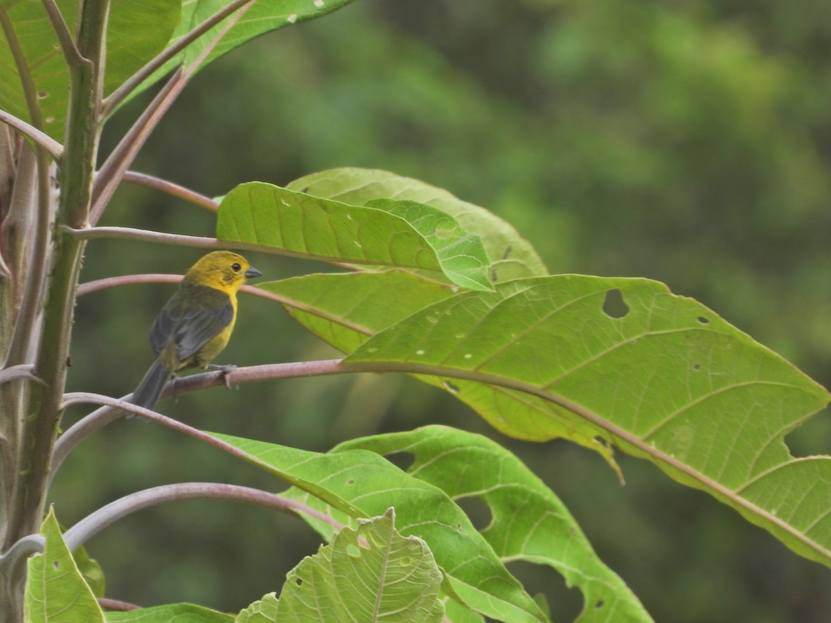 Yellow-headed Brushfinch - ML643312552