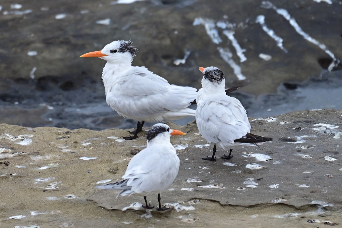 Royal Tern - ML643312559