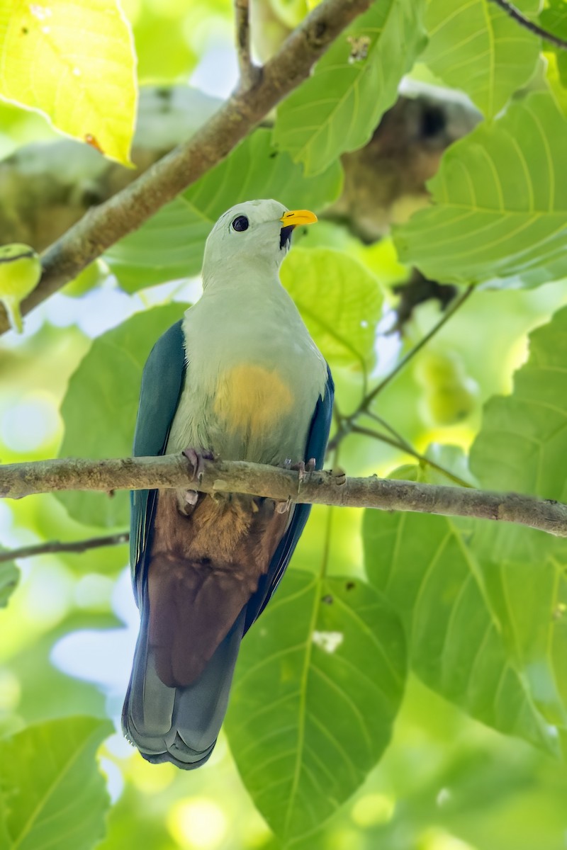 Maroon-chinned Fruit-Dove - ML643312569
