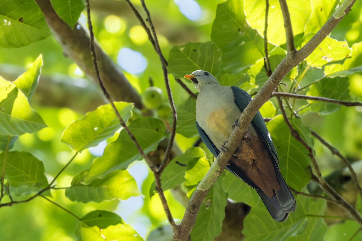 Maroon-chinned Fruit-Dove - ML643312570
