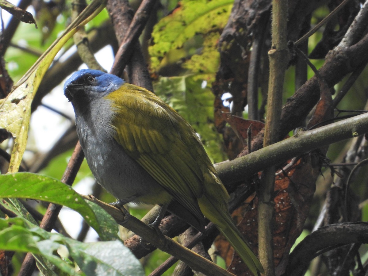 Blue-capped Tanager - ML643312593