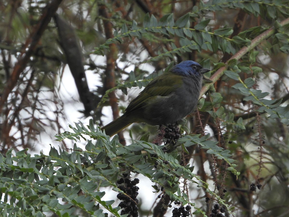 Blue-capped Tanager - ML643312594