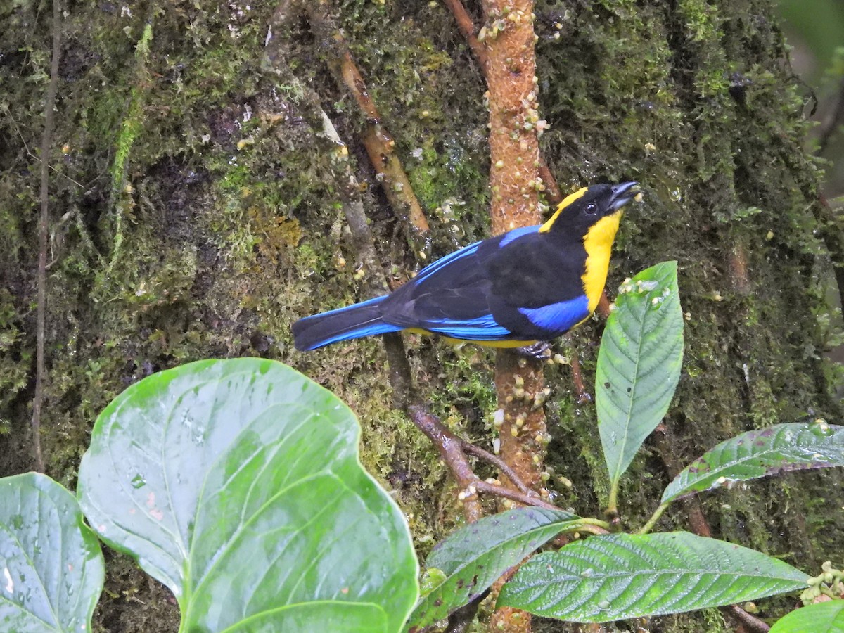 Blue-winged Mountain Tanager - ML643312612
