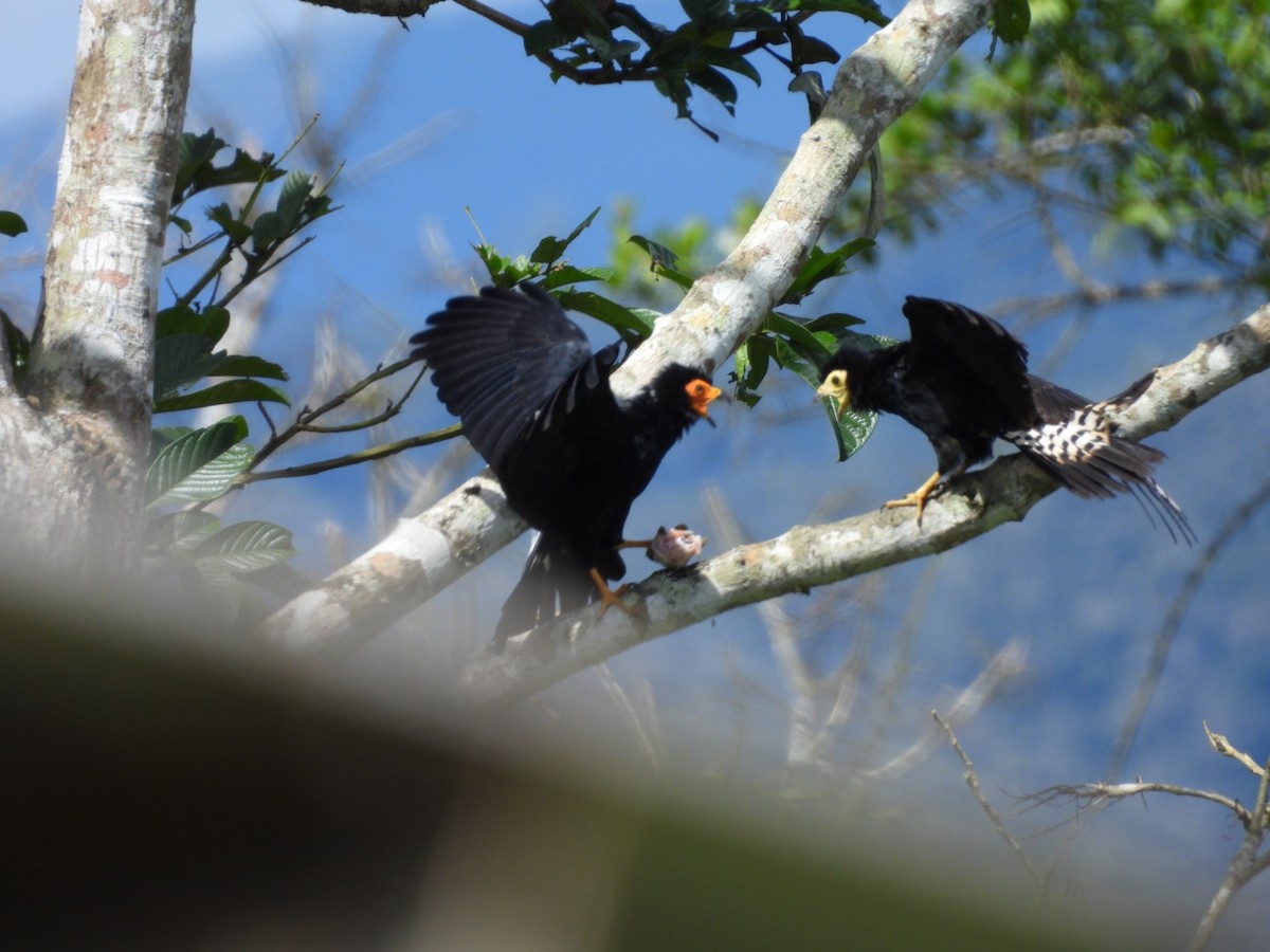 Black Caracara - ML643312665