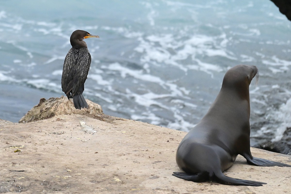 Brandt's Cormorant - ML643312679