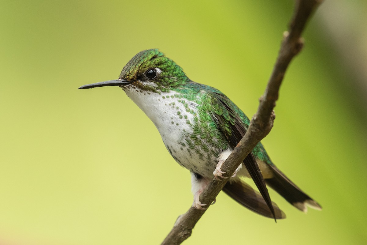 Colibrí de Raquetas Faldiblanco - ML643312692