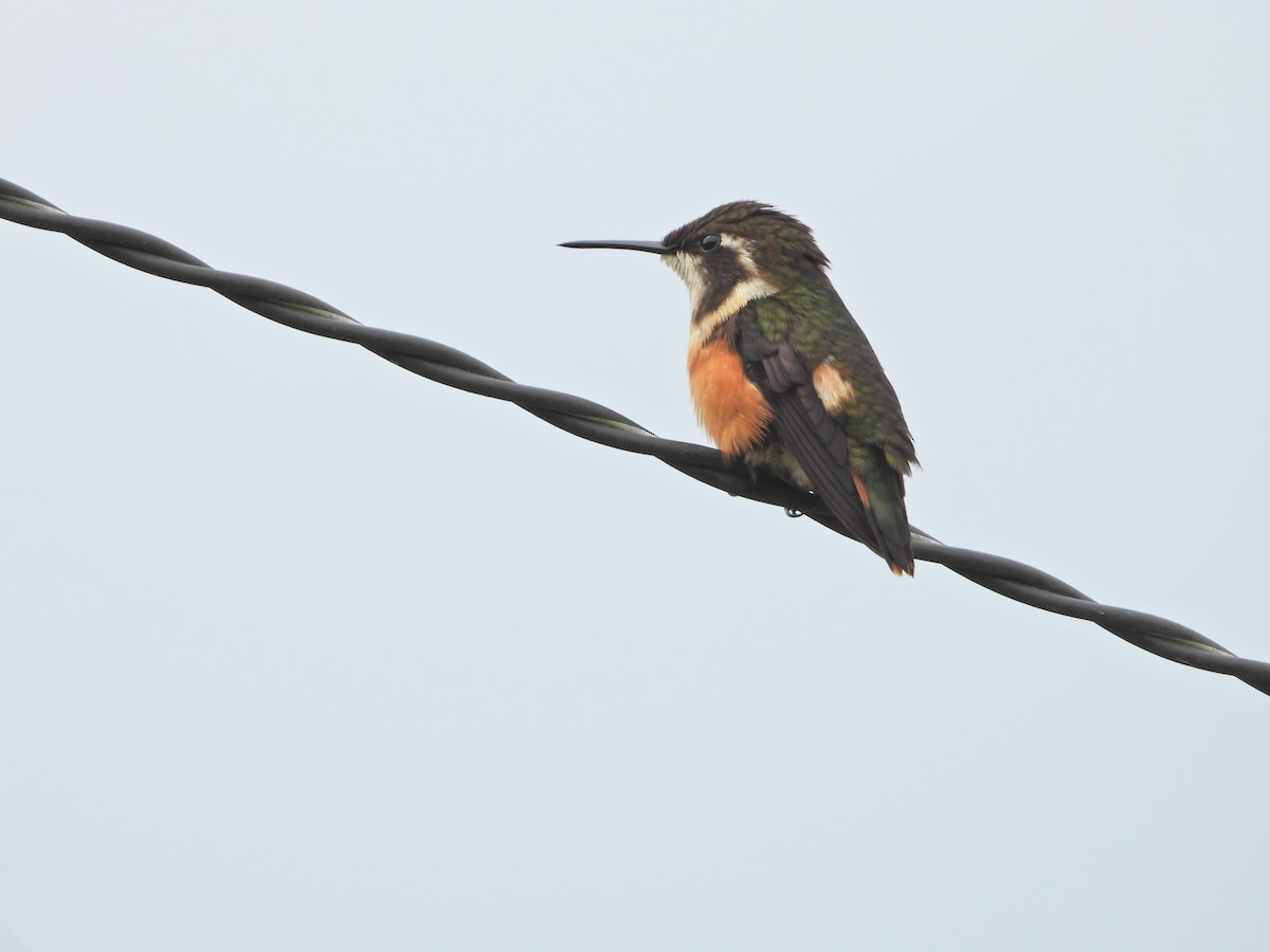 Colibri de Mulsant - ML643312697