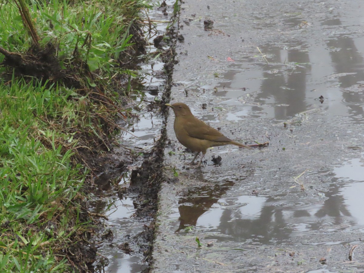 Clay-colored Thrush - ML643312699