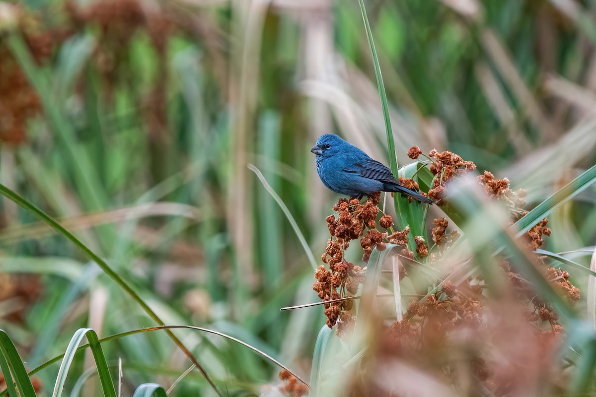 Glaucous-blue Grosbeak - ML643312705