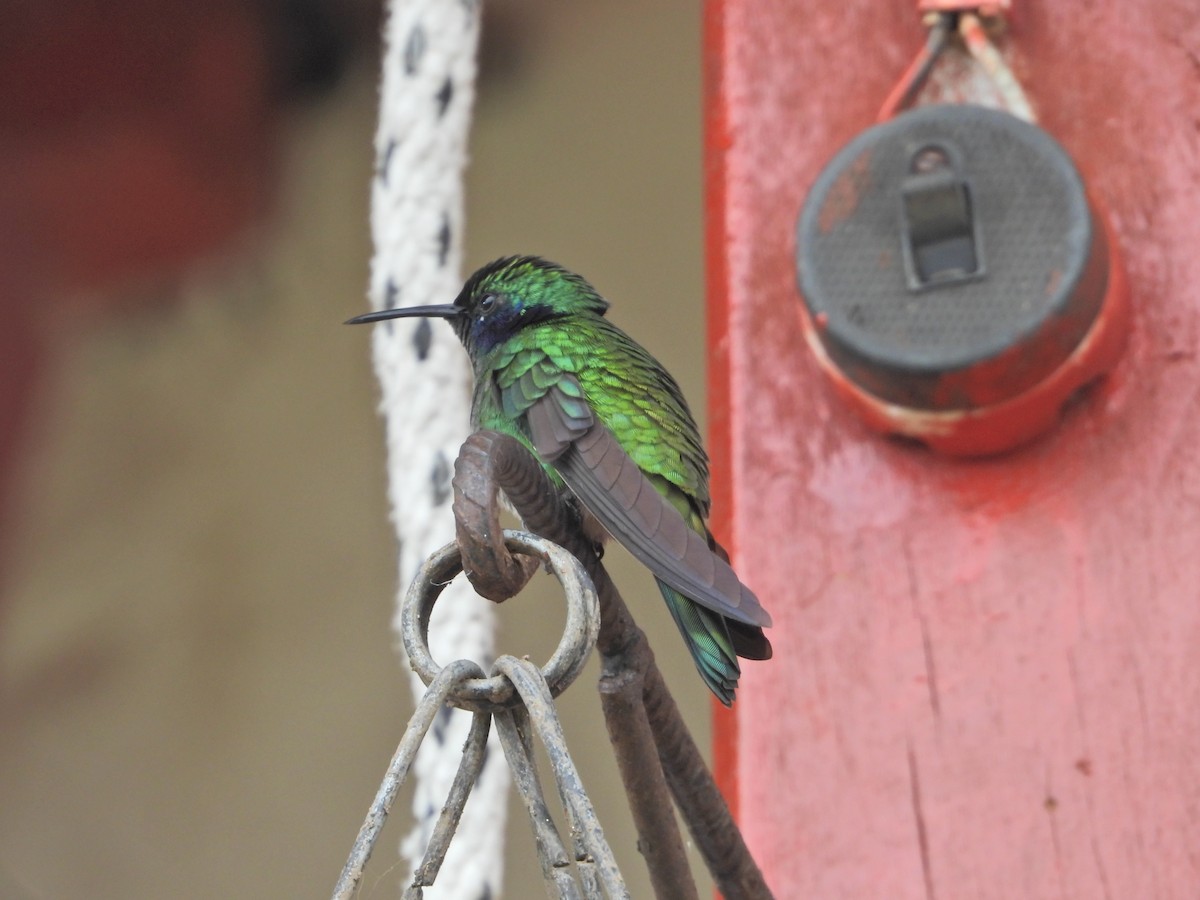 Steely-vented Hummingbird - ML643312718