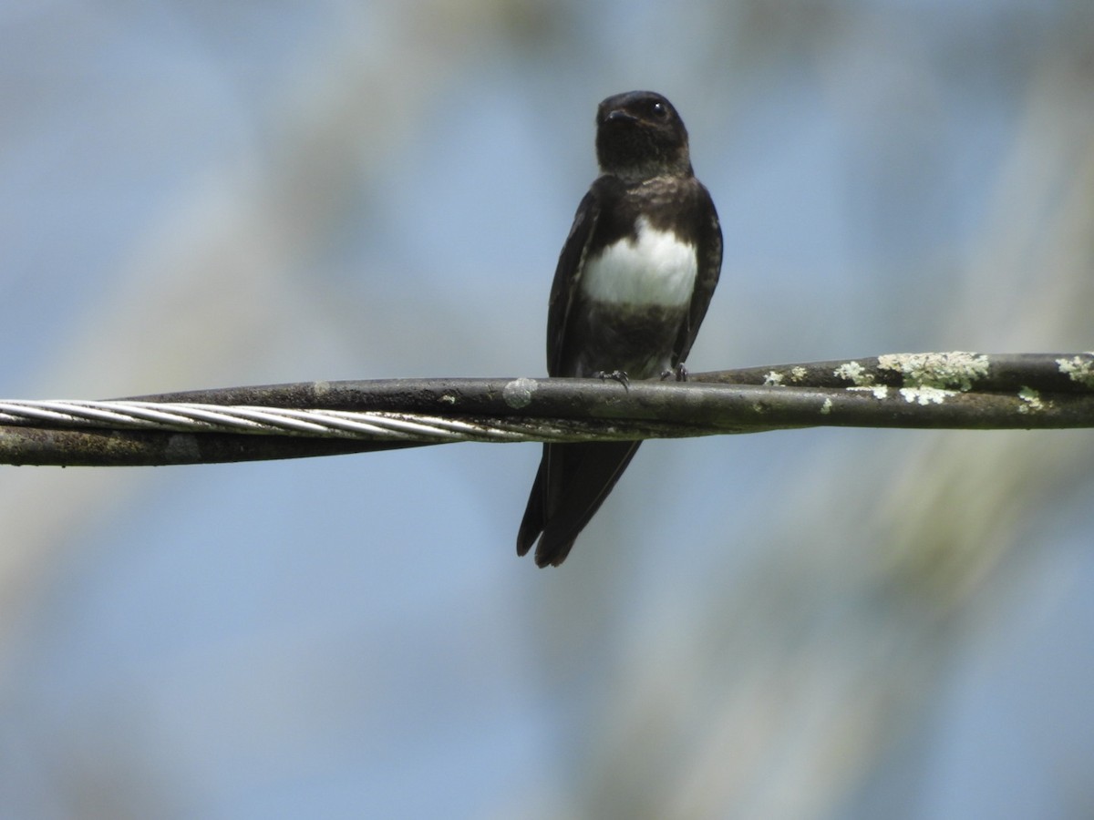 White-banded Swallow - ML643312721
