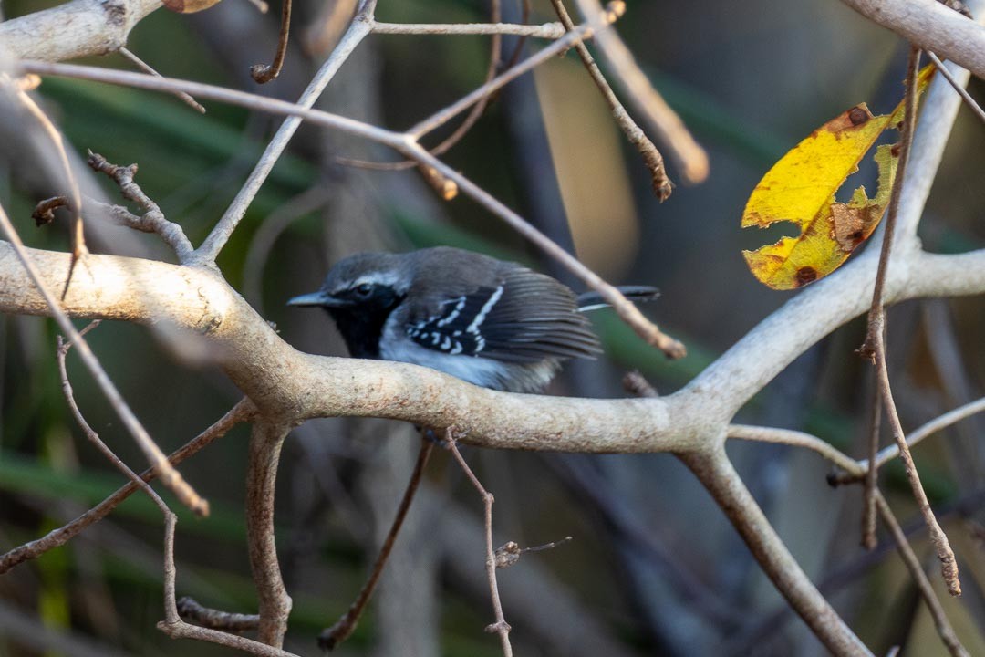 Southern White-fringed Antwren - ML643312732