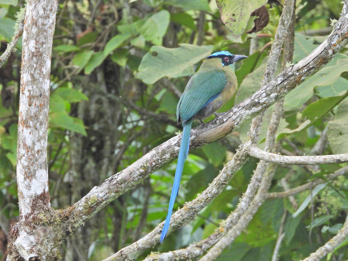 Andean Motmot - ML643312734