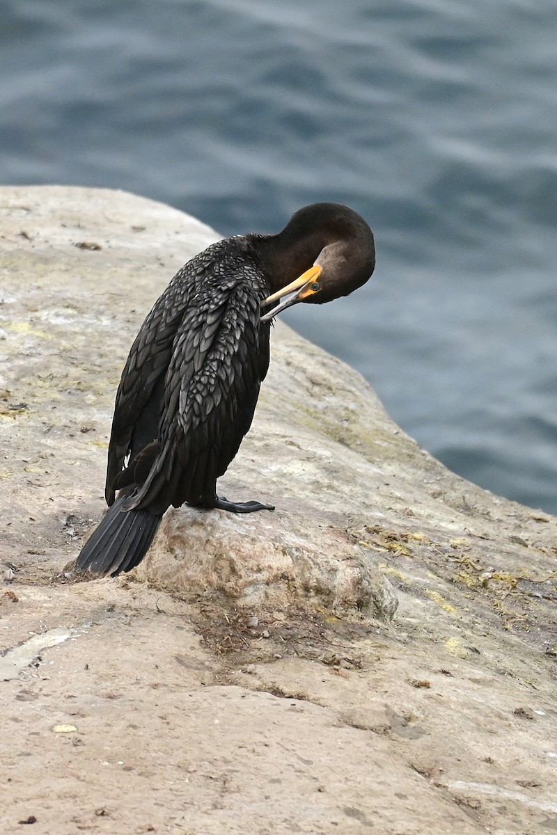 Brandt's Cormorant - ML643312754