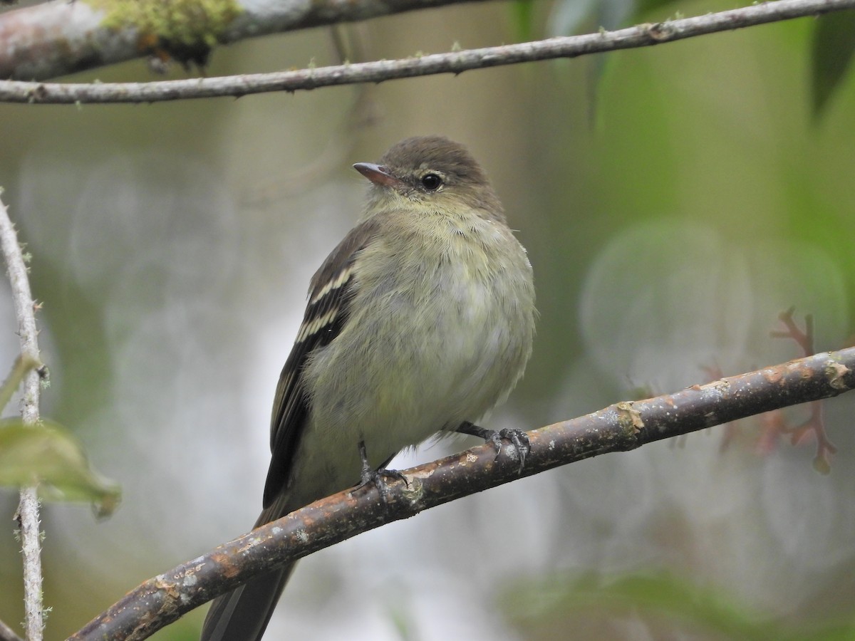 Mountain Elaenia - ML643312771