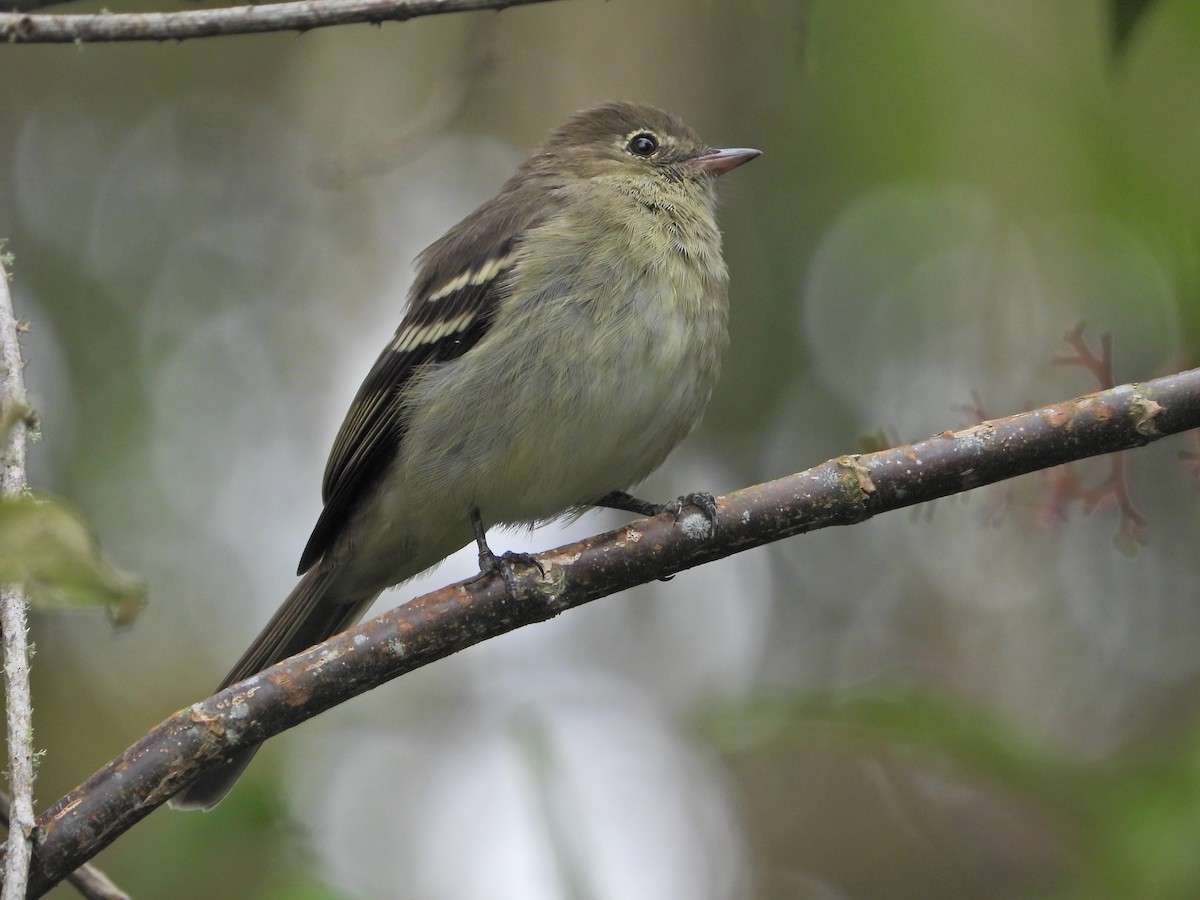 Mountain Elaenia - ML643312772