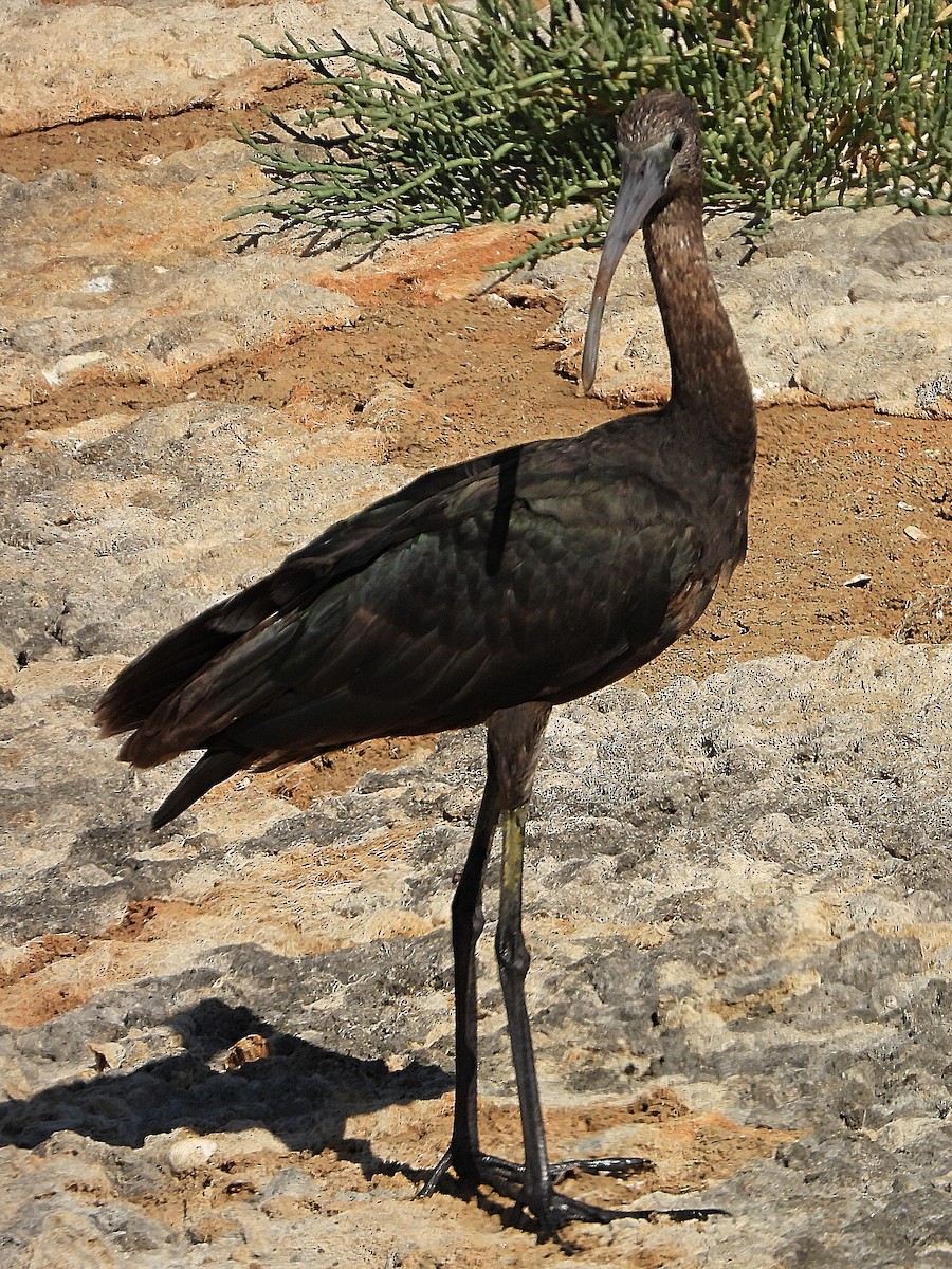 Beltzaran arrunta - ML643312775