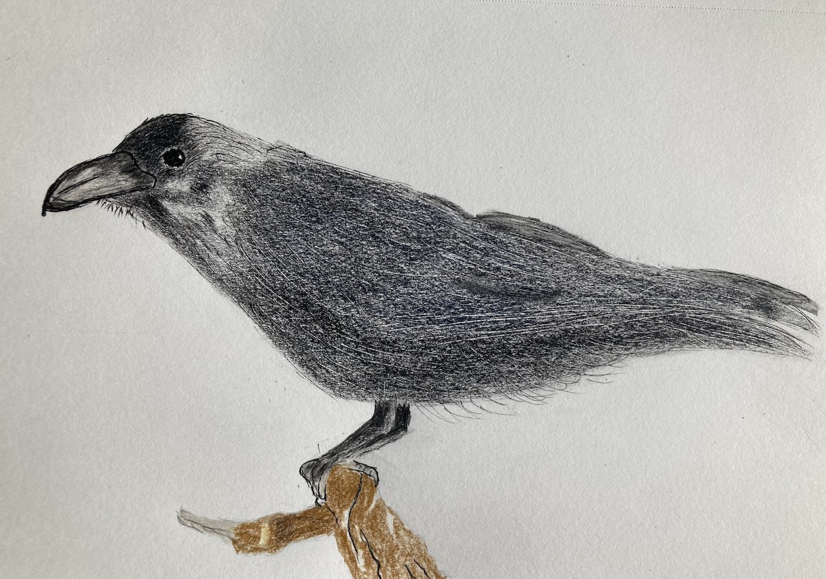 Common Raven - ML643312787