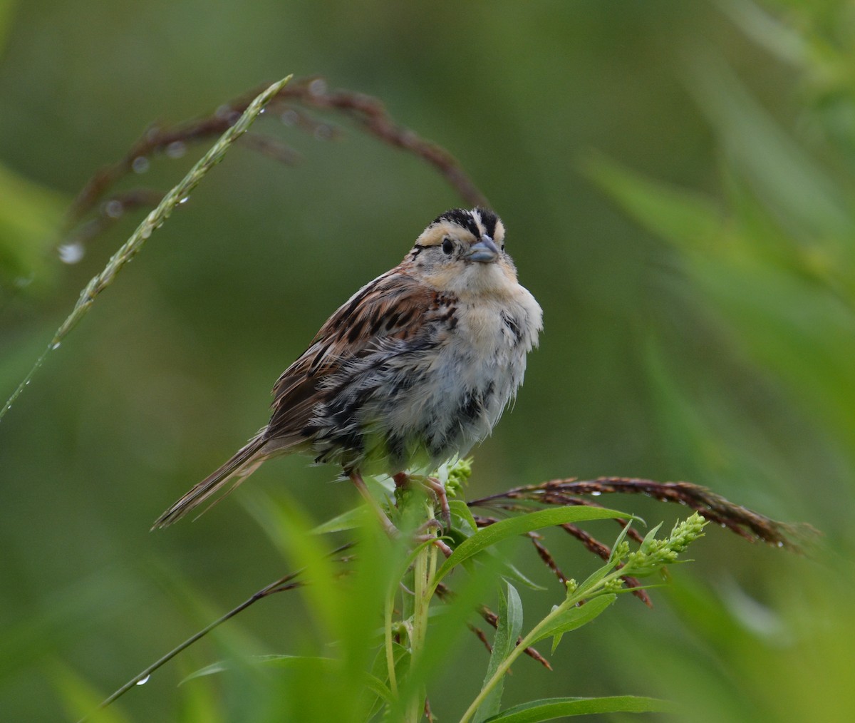 LeConte's Sparrow - ML64331281