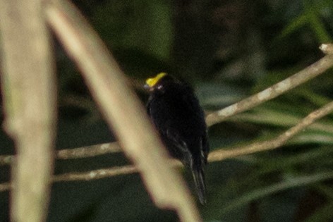 Golden-winged Manakin - ML643312811