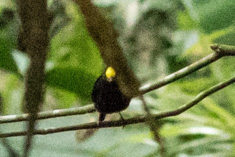 Golden-winged Manakin - ML643312813