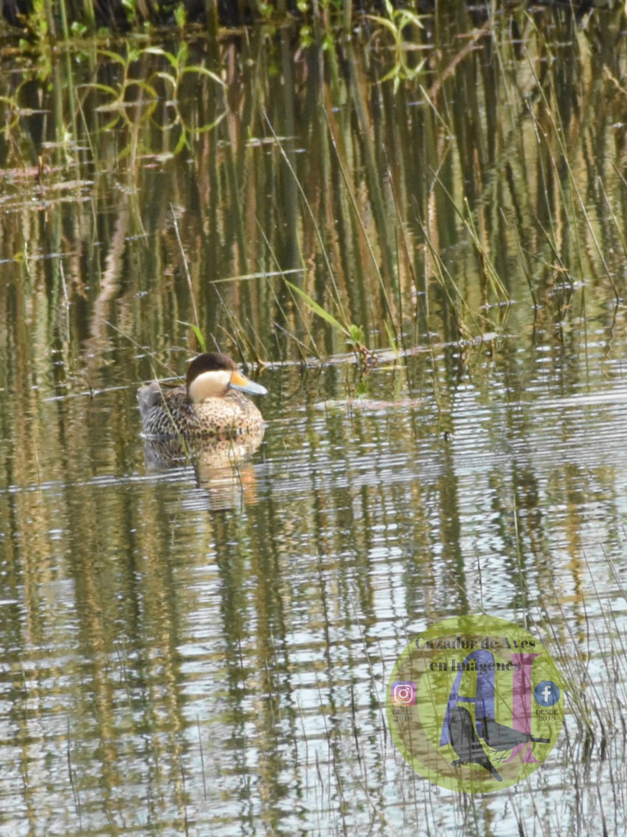 Silver Teal - ML643312824