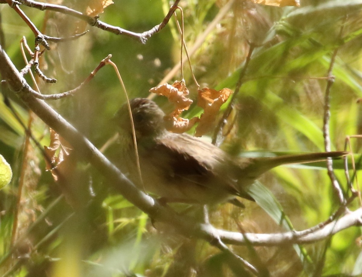 Swamp Sparrow - ML643312826