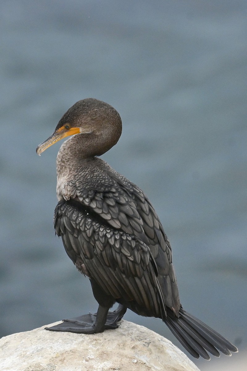 Brandt's Cormorant - ML643312842
