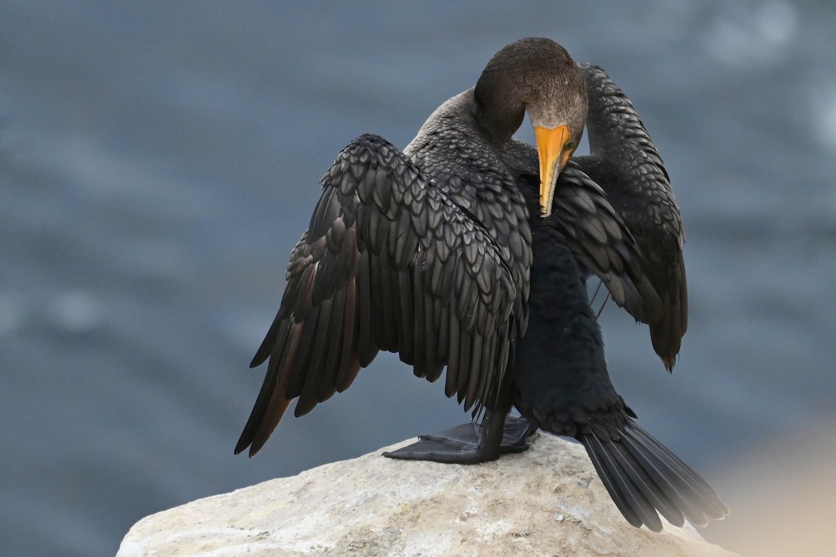 Double-crested Cormorant - ML643312844