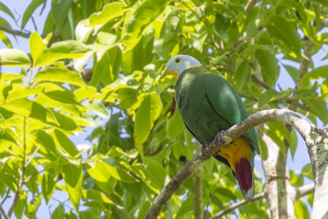 Black-naped Fruit-Dove - ML643312852