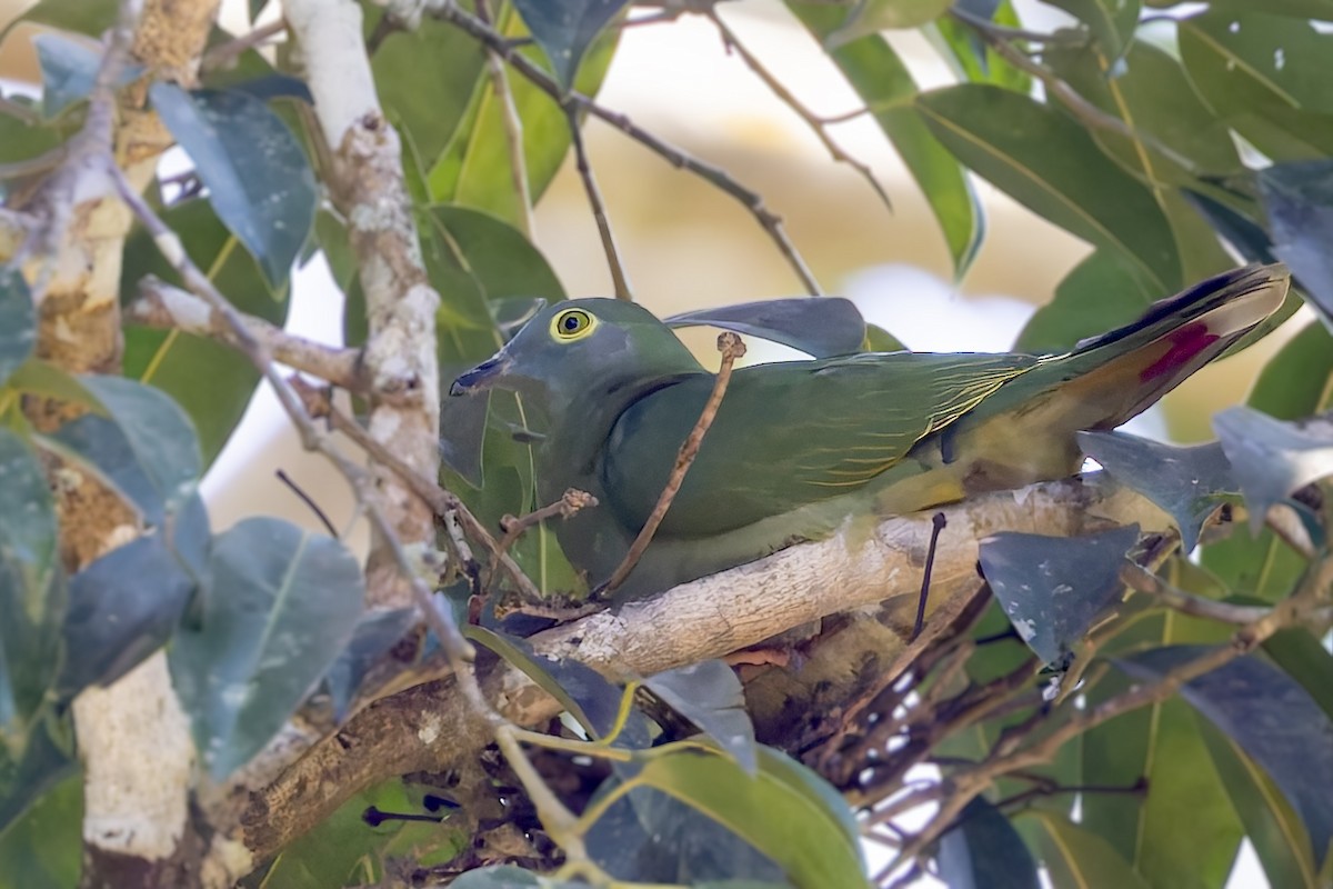Black-naped Fruit-Dove - ML643312853