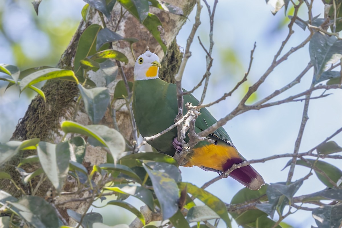 Black-naped Fruit-Dove - ML643312854