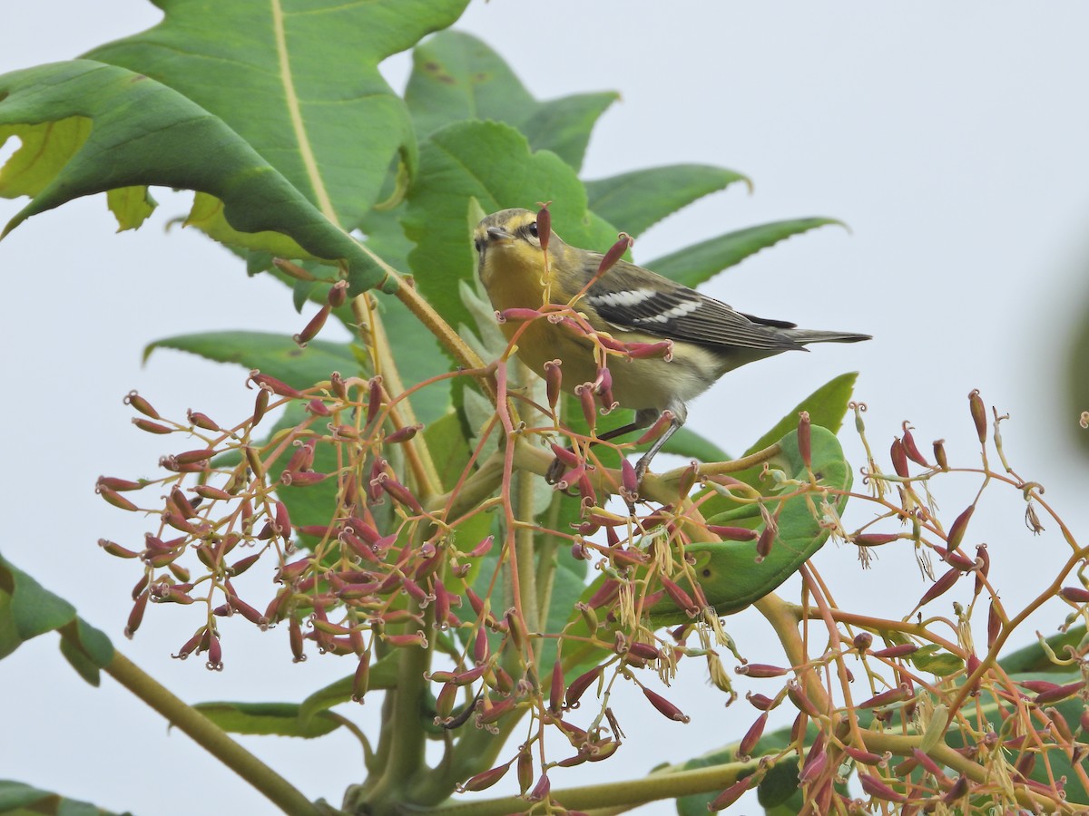 Blackburnian Warbler - ML643312863