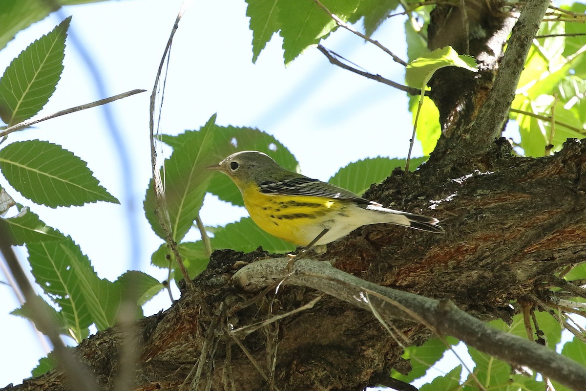 Magnolia Warbler - ML643312868