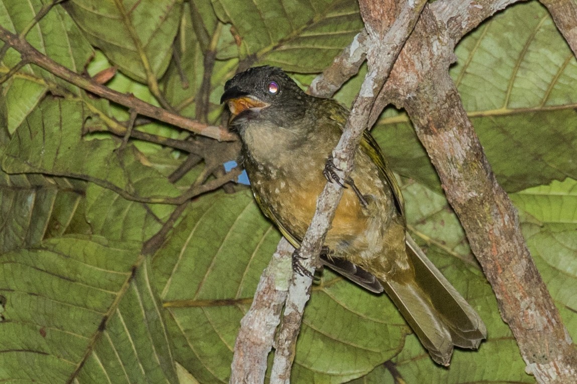 Ochre-breasted Tanager - ML643312877