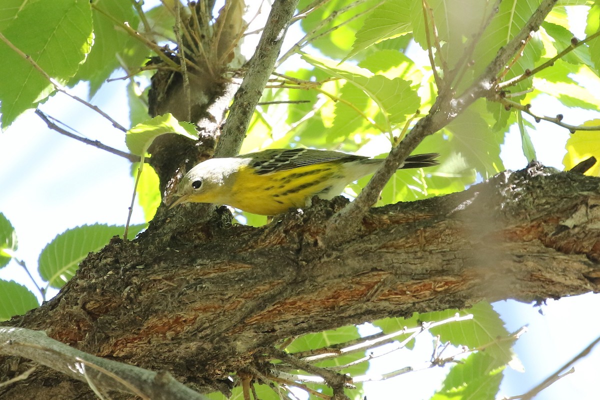 Magnolia Warbler - ML643312878