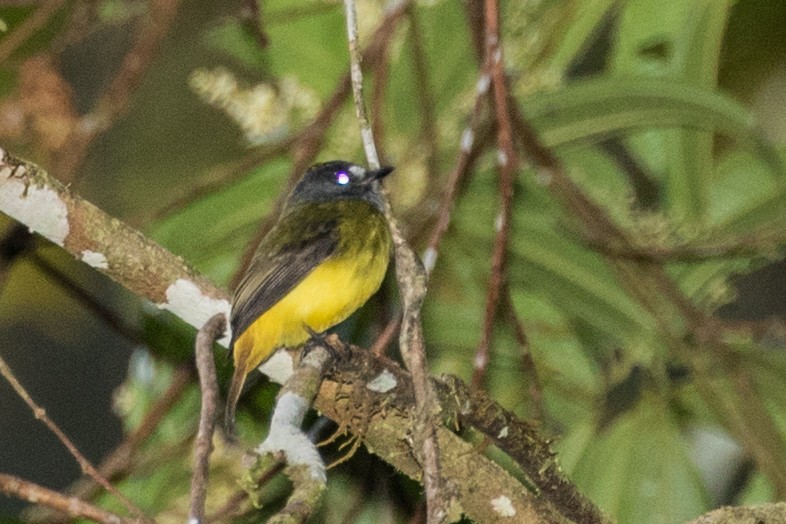 Mosquerito Adornado - ML643312881