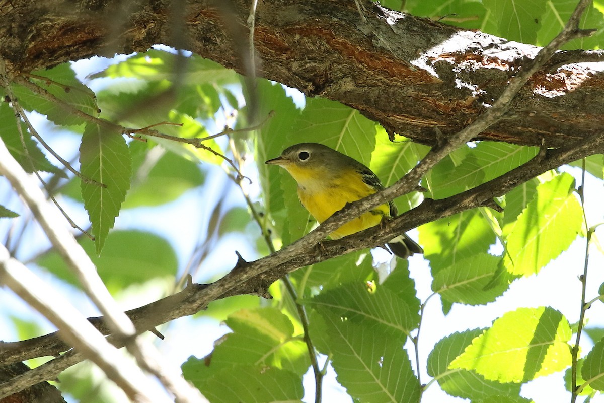 Magnolia Warbler - ML643312884