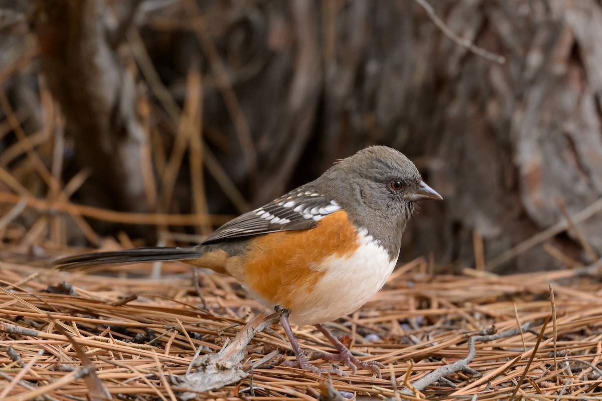 Spotted Towhee - ML643312887