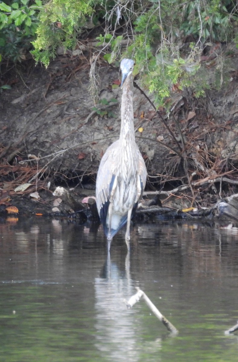 Great Blue Heron - ML643312888