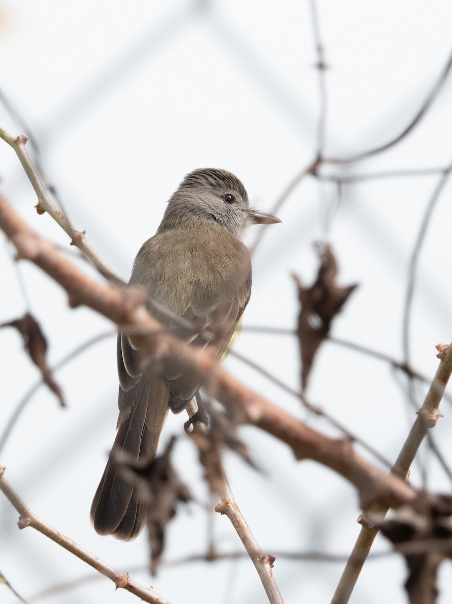 Panama Flycatcher - ML643312889
