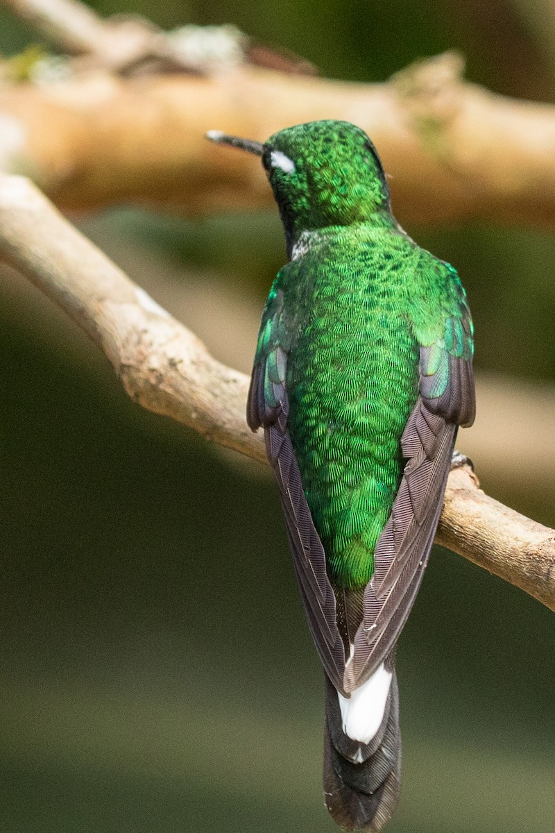Colibrí Puntiblanco Occidental - ML643312892