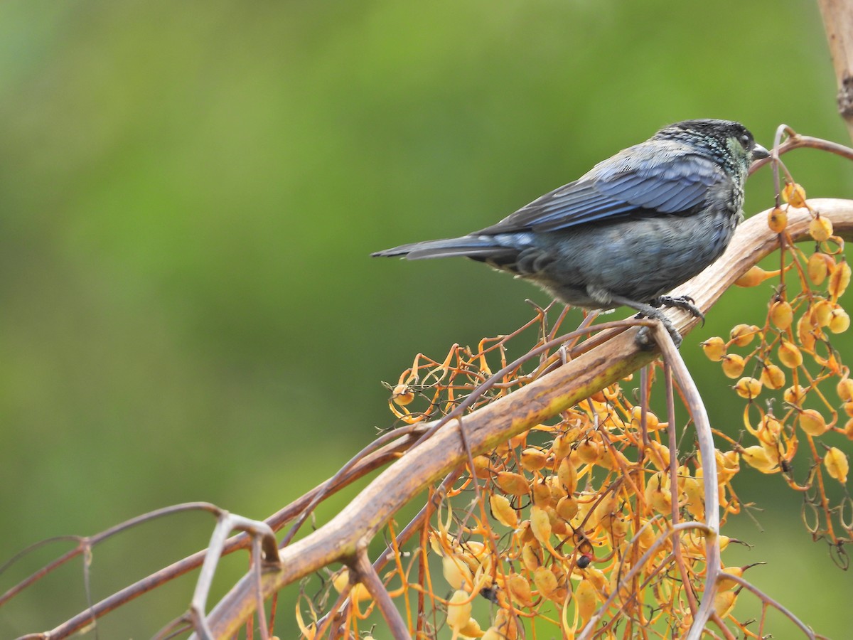 Black-capped Tanager - ML643312899