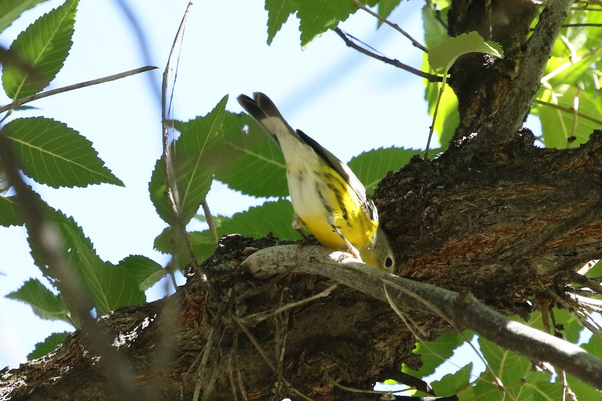Magnolia Warbler - ML643312900